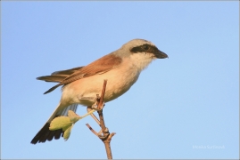 <p>ŤUHÝK OBECNÝ (Lanius collurio) /Red-backed shrike - Neuntöter/</p>